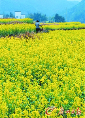 　　江嶺的油菜花已經(jīng)盛開(kāi)。