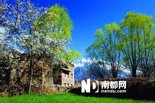 　　三月里,川西北的梨花盛放,寨子、碉樓、梨花……構(gòu)成最美的丹巴風(fēng)光。