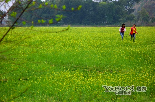 　　英德國(guó)家森林公園是廣東唯一的油菜花主題旅游景區(qū)。(圖片來源:CFP)