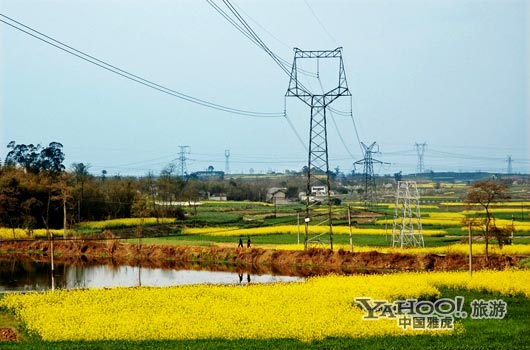　　三月是川西平原油菜花盛開的季節(jié)。(圖片來源:CFP)