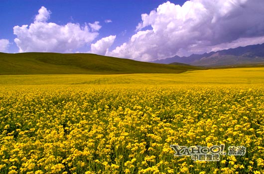 　　青海門源的油菜花景色甚為壯觀,十足的西部風(fēng)味。(圖片來源:CFP)
