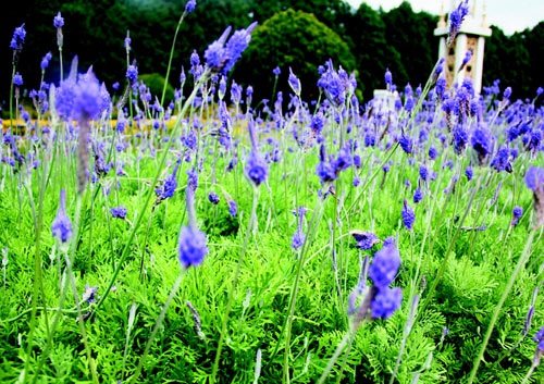 　　日月潭九族文化村內(nèi)水沙連歐洲花園園區(qū)內(nèi)數(shù)十萬株熏衣草,已開得美不勝收,令游客陶醉。