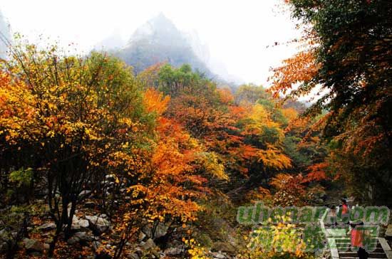 深秋去堯山賞紅葉、泡溫泉、拜大佛