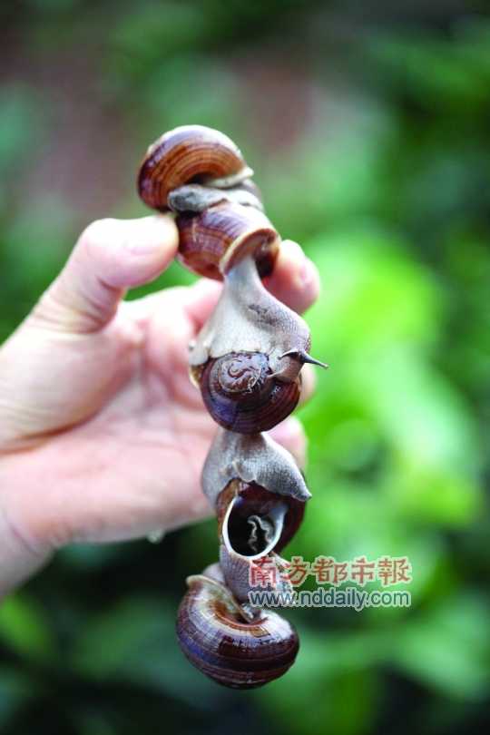 廣西的野生蝸牛追求原汁原味，做法也非常精簡。