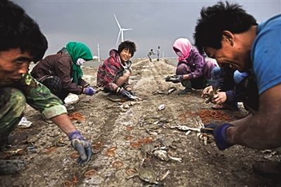 大雨將至，渤海邊的蟹池旁，蟹農(nóng)們不慌不忙地收綁梭子蟹。