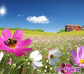十二星座代表什么花？