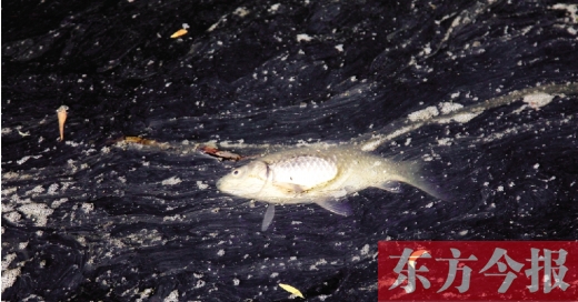 五月九日，鄭州帝湖，漂在黑色的湖面上的死魚(yú)