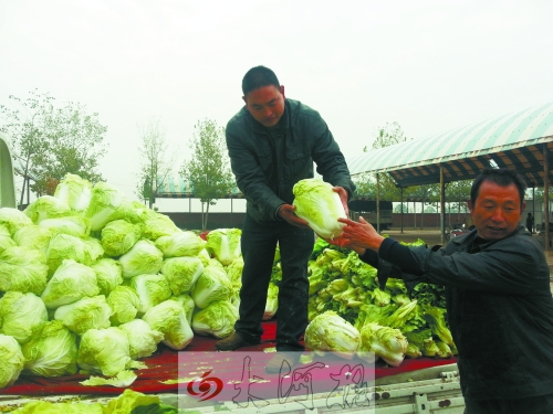白菜進(jìn)入大量上市期,但價(jià)格卻不便宜。
