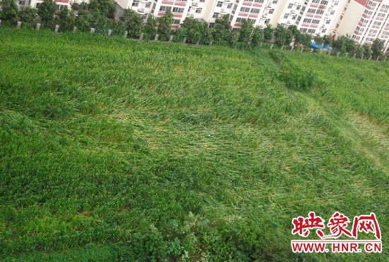 據(jù)映象網(wǎng)網(wǎng)友趙冠召反映，8月7日下午鄭州高新技術開發(fā)區(qū)突降暴雨冰雹，致使附近農(nóng)田近三分之一玉米倒伏