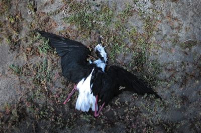 死去的鳥兒達到200多只，還有鳥兒在湖邊淤泥中掙扎著。