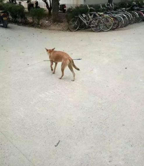 華科大校園內，一條流浪狗腹部被箭射穿，地上留著斑斑血跡。