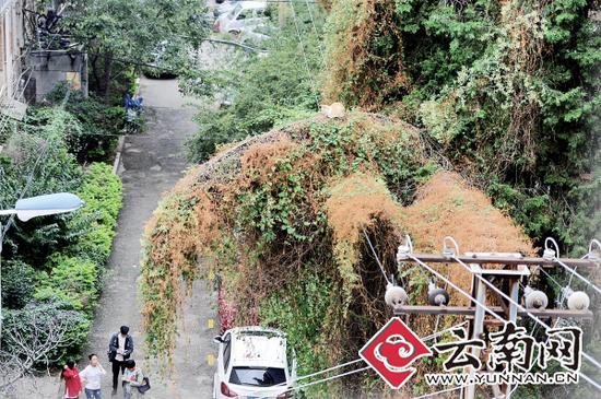 小貓蹲在一根纏滿了藤蔓的樹枝上。