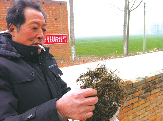 邢瑞亭向記者展示晾曬后的水芹菜，如今這種野菜也成為農(nóng)民餐桌上的香餑餑