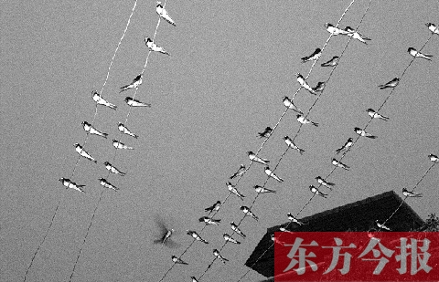 濟(jì)源市克井鎮(zhèn)苗莊村一戶農(nóng)家的晾衣繩上，上百只燕子來做客