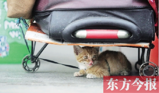 昨日，鄭州火車站廣場。一只小貓鉆到了行李下躲避烈日