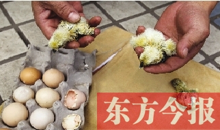 昨天上午，鄭州市紫東苑小區(qū)一住戶家的烏雞蛋竟然孵出了小雞