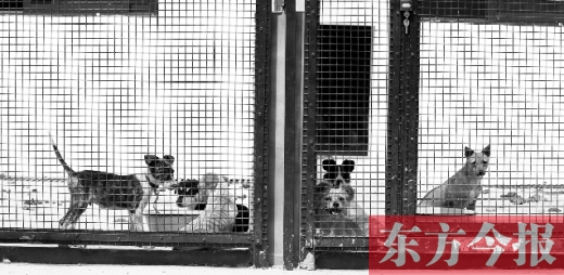 被主人遺棄的小狗暫時寄居在鄭州市犬只收容中心內(nèi)，如果沒有人來認領(lǐng)，他們將被處以安樂死
