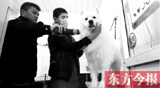 昨天，鄭州城管首次進寵物店清查無證犬只