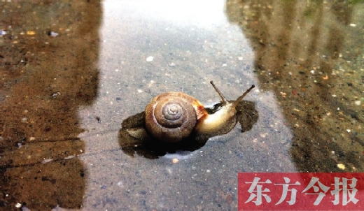 堵車俺不怕，就怕發(fā)大水，這不，一大早蹚水過街，現(xiàn)在已經(jīng)是下午了，俺還在馬路中間呢