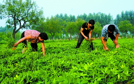 7月16日，內(nèi)黃縣后河鎮(zhèn)余莊村村民在花生地里除草。