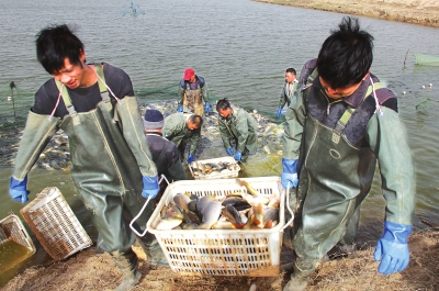 3月18日，漁民在溫縣黃河鯉魚生態(tài)養(yǎng)殖基地捕魚，近日，溫縣3000畝黃河鯉魚生態(tài)養(yǎng)殖基地的頭茬魚開始