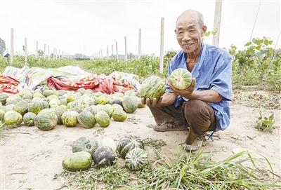 種的是“三白瓜”，長出來的瓜非常雜，其中最多的是本地甜面瓜，俗稱“一窩猴”