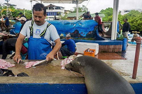 海獅變魚攤?？?排隊“購買”金槍魚