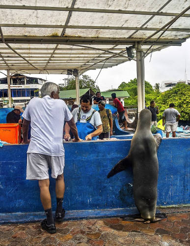 海獅變魚攤?？?排隊“購買”金槍魚