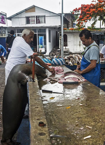 海獅變魚攤?？?排隊“購買”金槍魚