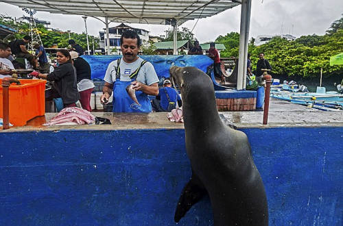 海獅變魚攤?？?排隊“購買”金槍魚