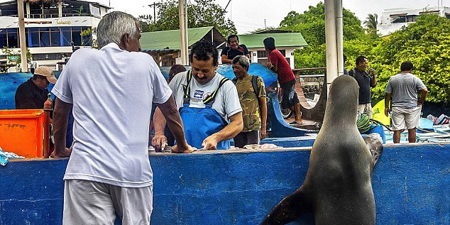 海獅變魚攤?？?排隊“購買”金槍魚