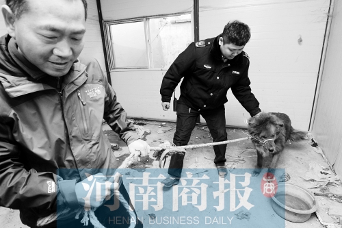 麻藥起作用后，這只藏獒被執(zhí)法人員控制