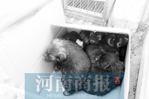 一家只能養(yǎng)一只狗，多余的被暫扣