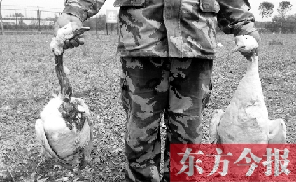 濟源一山間農(nóng)場遭襲，死傷200多只大鵝