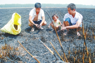 　村民為挽回一點(diǎn)損失，只得撿拾一些燒焦的麥穗。