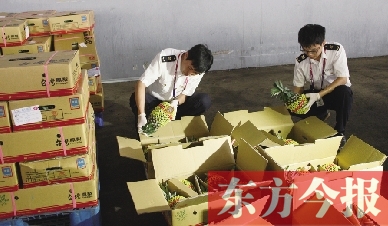 昨日，檢驗(yàn)檢疫人員正對剛從臺灣進(jìn)口的水果進(jìn)行檢驗(yàn)