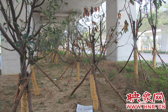 北三環(huán)經(jīng)三路橋下種的樹木有的葉子已經(jīng)干枯。
