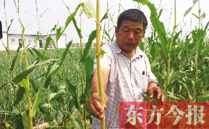 “東亞飛蝗”侵襲滎陽(yáng)千畝黃河灘 ?？兄参锶~子