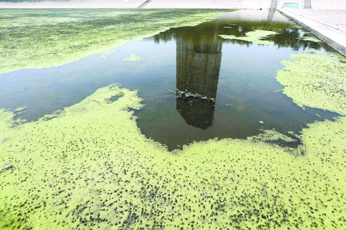 幾近干涸、臭氣熏天、長(zhǎng)滿水草的東風(fēng)渠，已不見往日容顏　 記者 侯建勛/攝