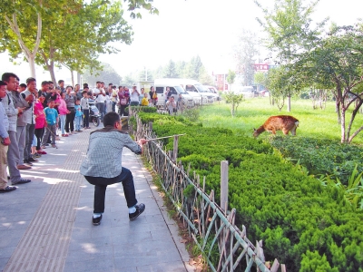 工作人員悄悄走近梅花鹿，準(zhǔn)備發(fā)射麻醉針。