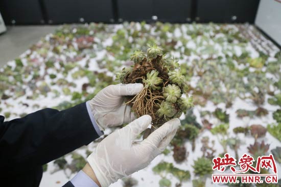 這些被截獲的多肉植物郵件面單上的品名大多申報(bào)為“禮物”、“衣服”等，屬于瞞報(bào)行為。