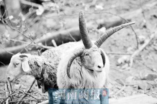 “咩……我的原主人說，他養(yǎng)了一輩子羊，也沒見過我這種情況”