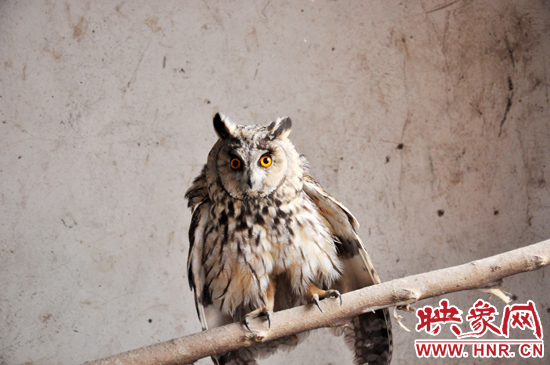 據(jù)了解，長耳鸮屬于夜行動物，是一種益鳥，主要捕食鼠類。