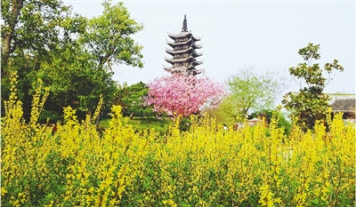 綠博園盛開的鮮花“期待”和市民“約會”。