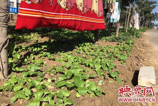 西四環(huán)中原路交叉口，大片生態(tài)廊道被毀，變成私家菜園。