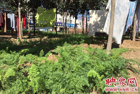 西四環(huán)中原路交叉口，大片生態(tài)廊道被毀，變成私家菜園。