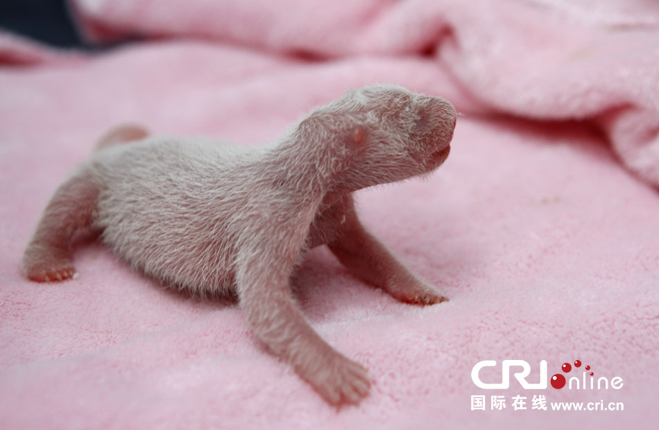 2013年7月11日，成都大熊貓繁育研究基地月亮產(chǎn)房，新生大熊貓寶寶在育嬰箱里憨態(tài)可掬。