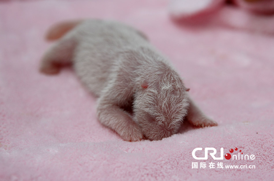 2013年7月11日，成都大熊貓繁育研究基地月亮產(chǎn)房，新生大熊貓寶寶在育嬰箱里憨態(tài)可掬。