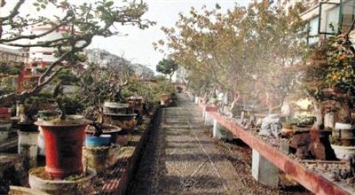 劉光嘉出示博物館內(nèi)部圖片中，擺放著各種盆景。