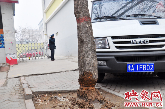 據(jù)了解，這棵樹在一家名叫“蝸牛之家”賓館專用停車場的出口處的南側(cè)，與北側(cè)的另外一棵白蠟樹有三四米的距